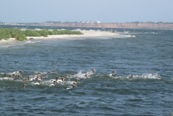 Image - A view of the Dnipro-Boh Estuary.